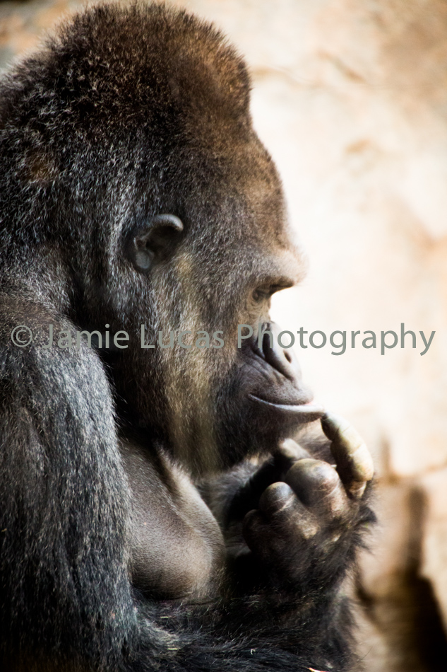 Western Lowerland Gorilla