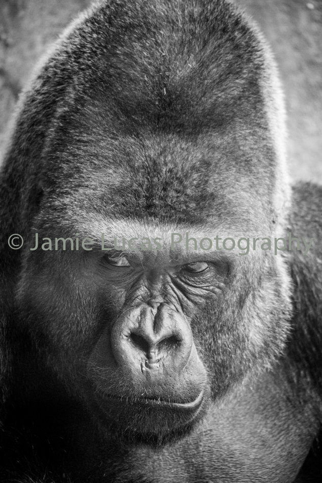 Western Lowerland Gorilla