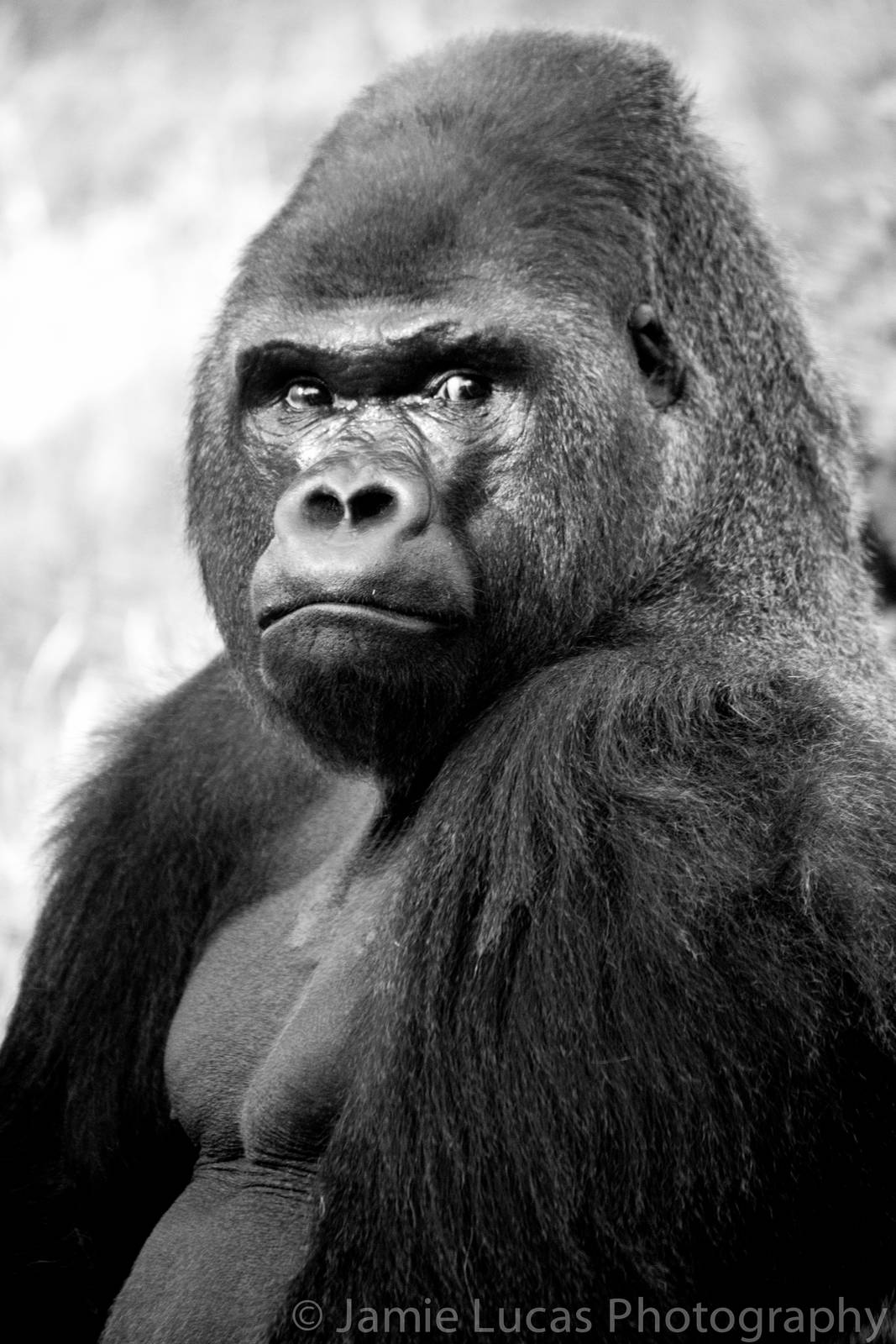 Western Lowerland Gorilla