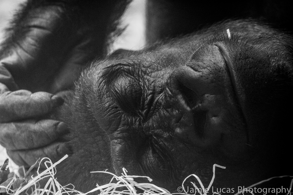 Western Lowerland Gorilla