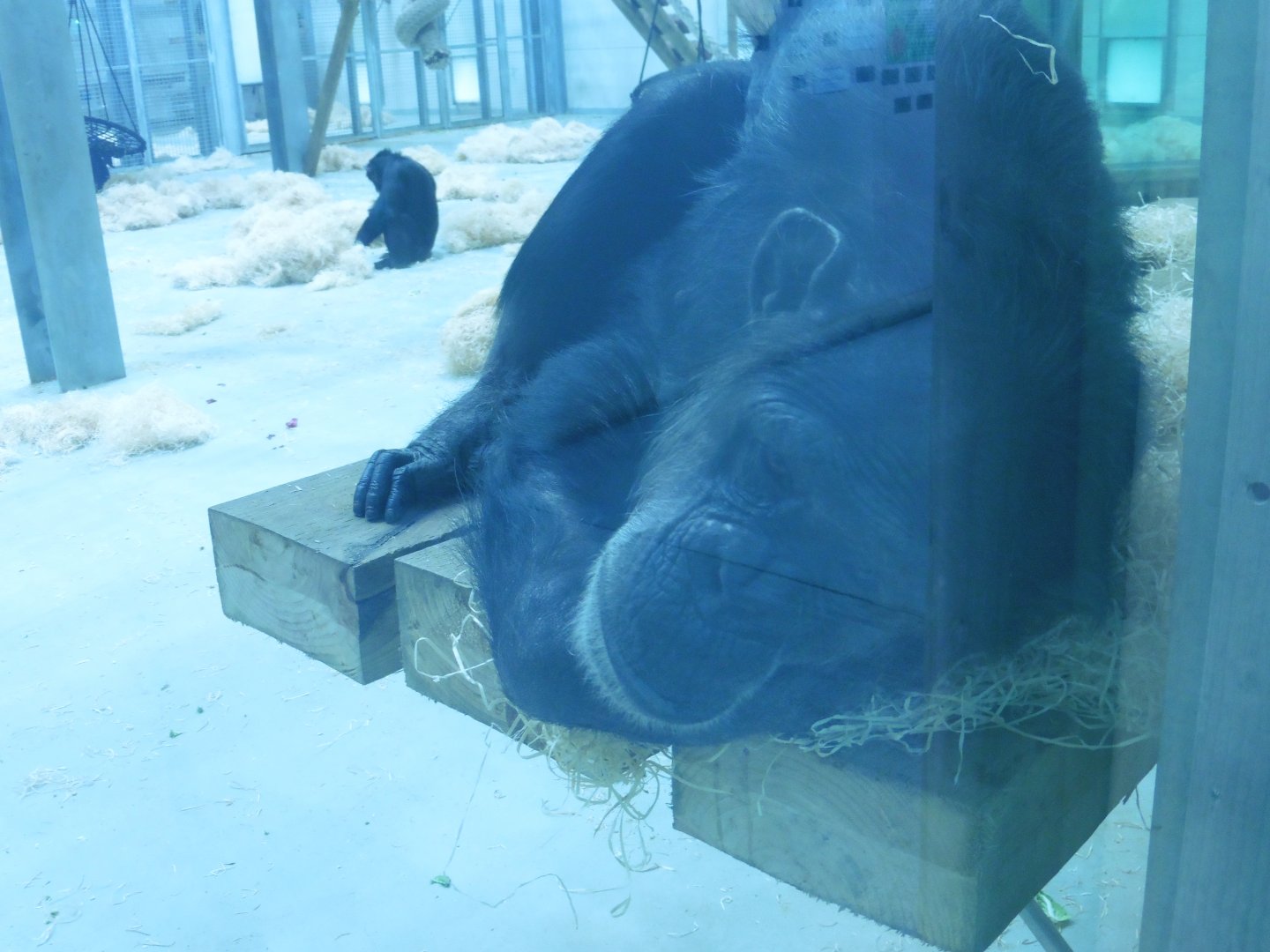 Western Lowland Chimpanzee