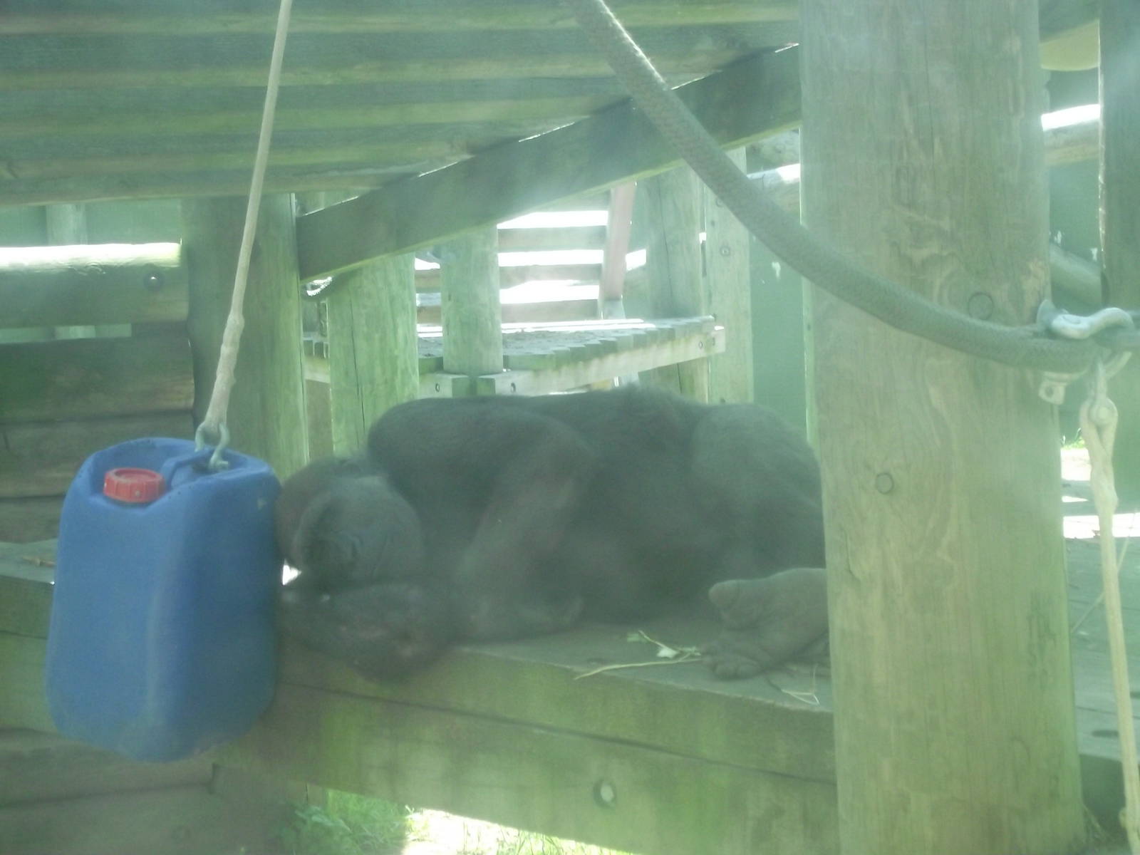 Western Lowland Gorila