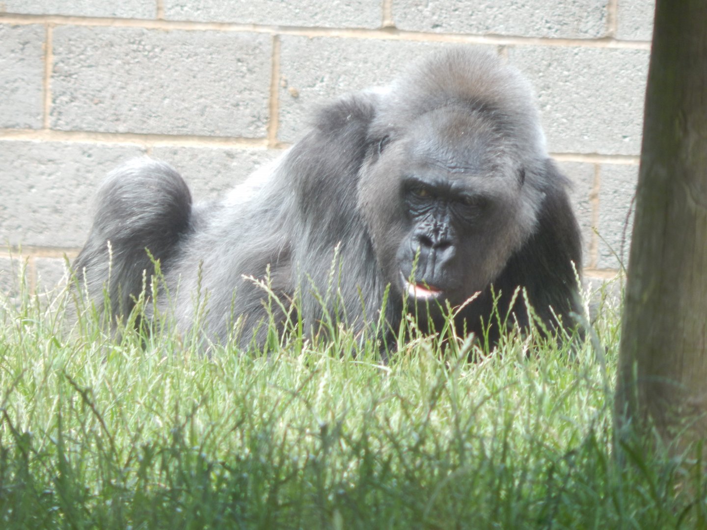 Western lowland gorilla 020721