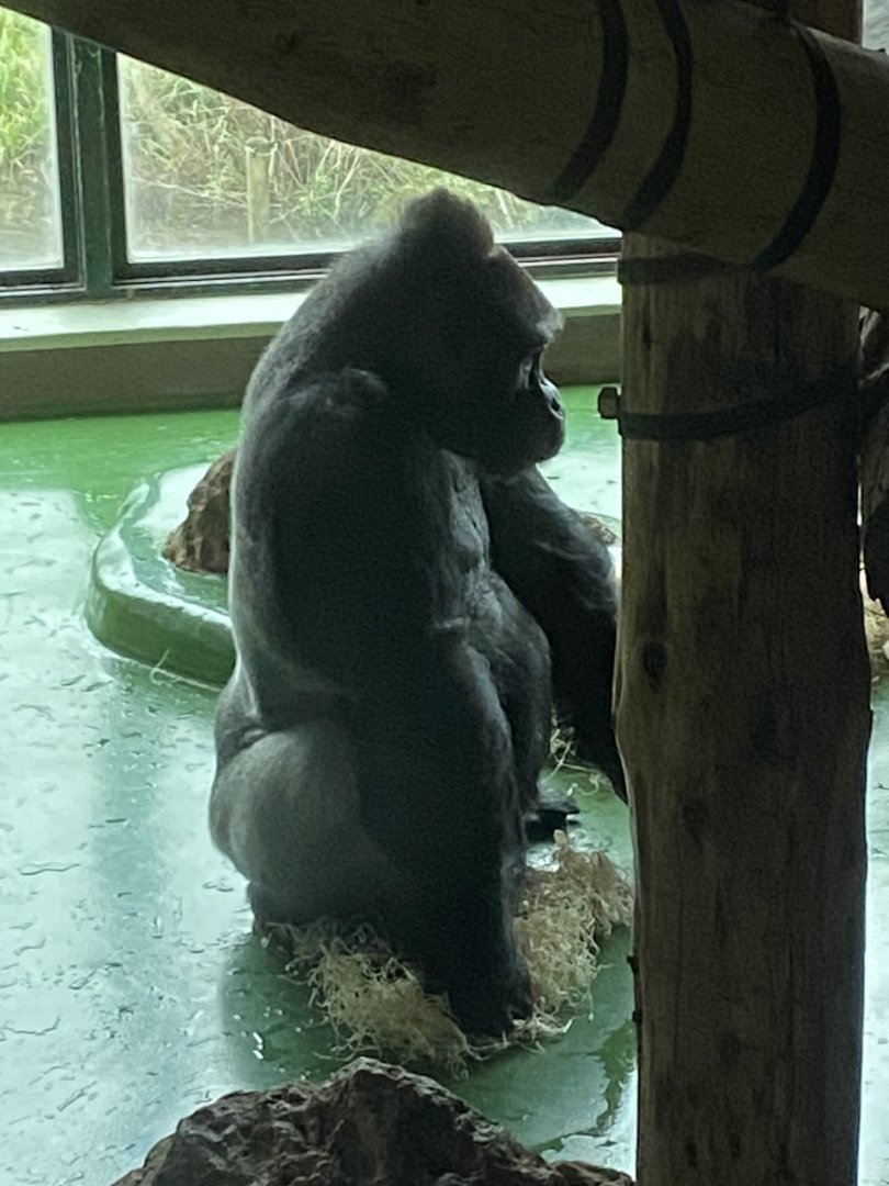 Western lowland gorilla 050224