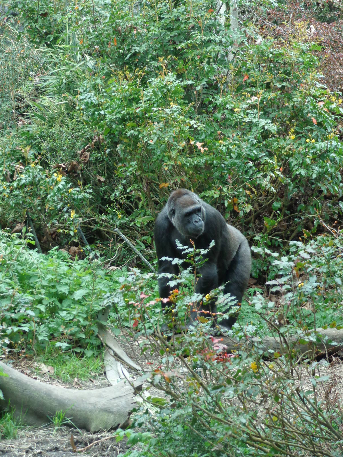 Western Lowland Gorilla #1