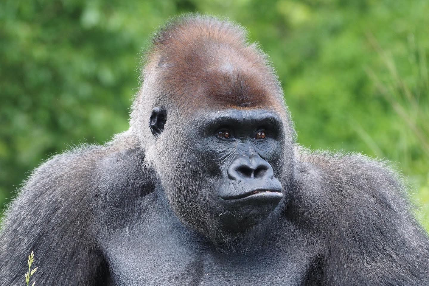 Western lowland gorilla 1