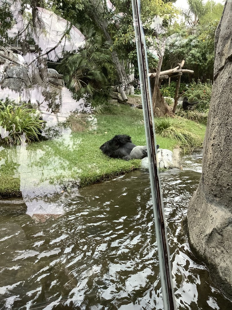 Western Lowland Gorilla 10/7/21