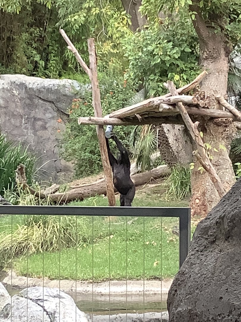 Western Lowland Gorilla 10/7/21