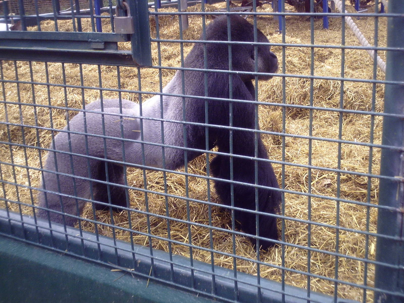 Western Lowland Gorilla - 11-04-2009