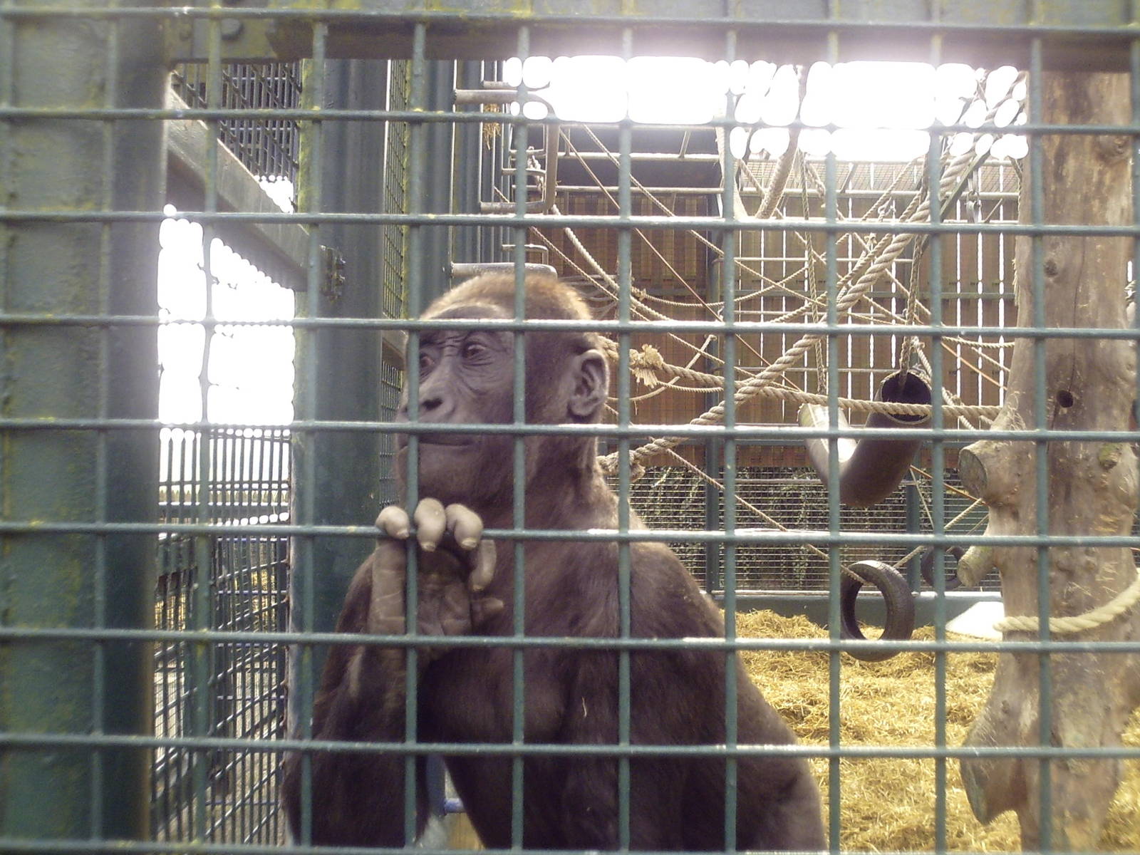 Western Lowland Gorilla - 11-04-2009