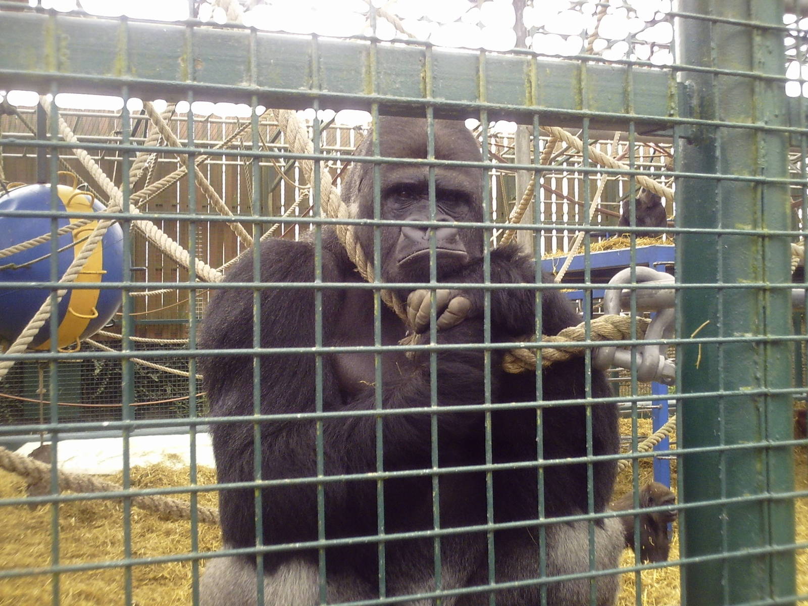 Western Lowland Gorilla - 11-04-2009