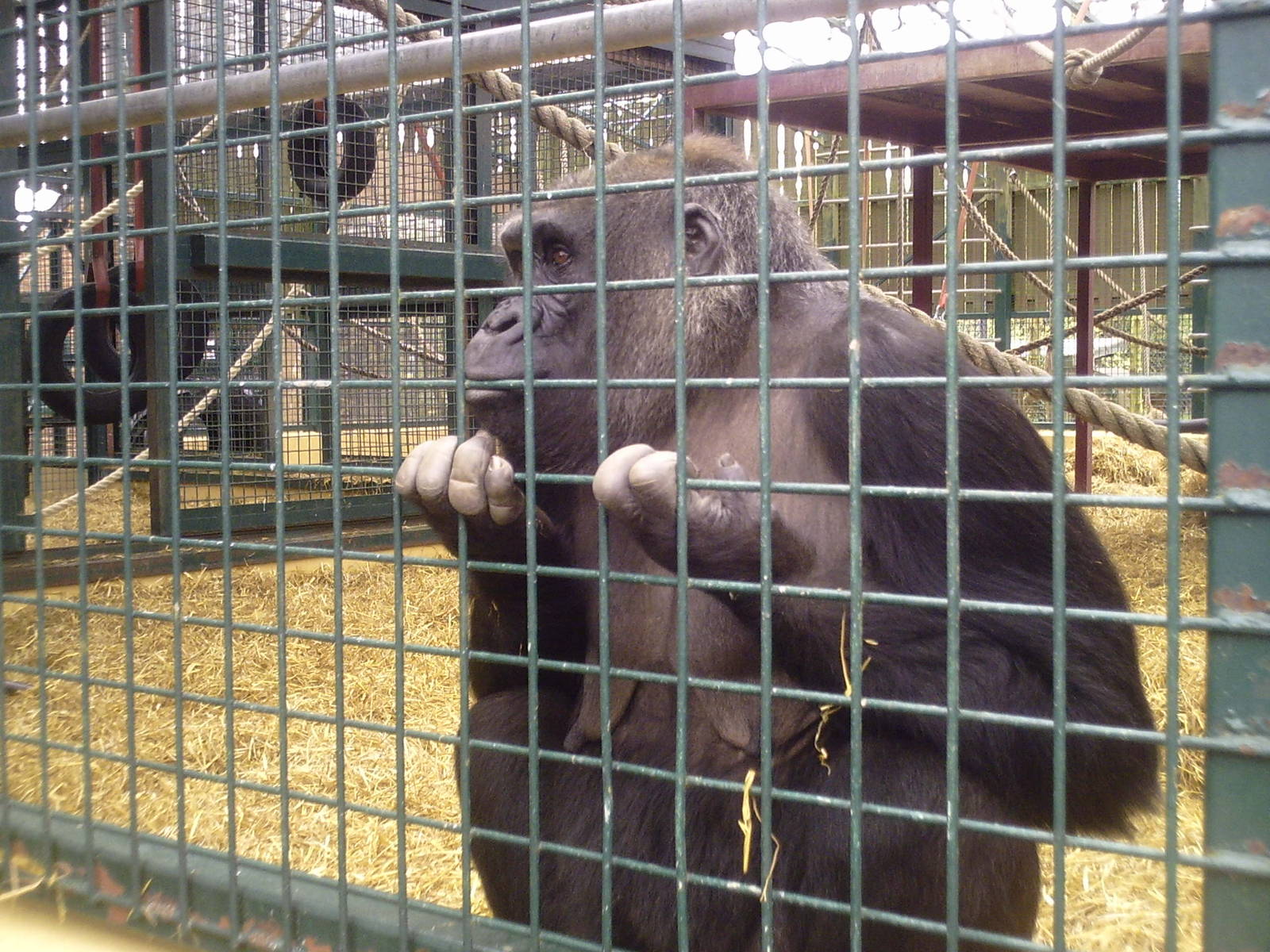 Western Lowland Gorilla - 11-04-2009