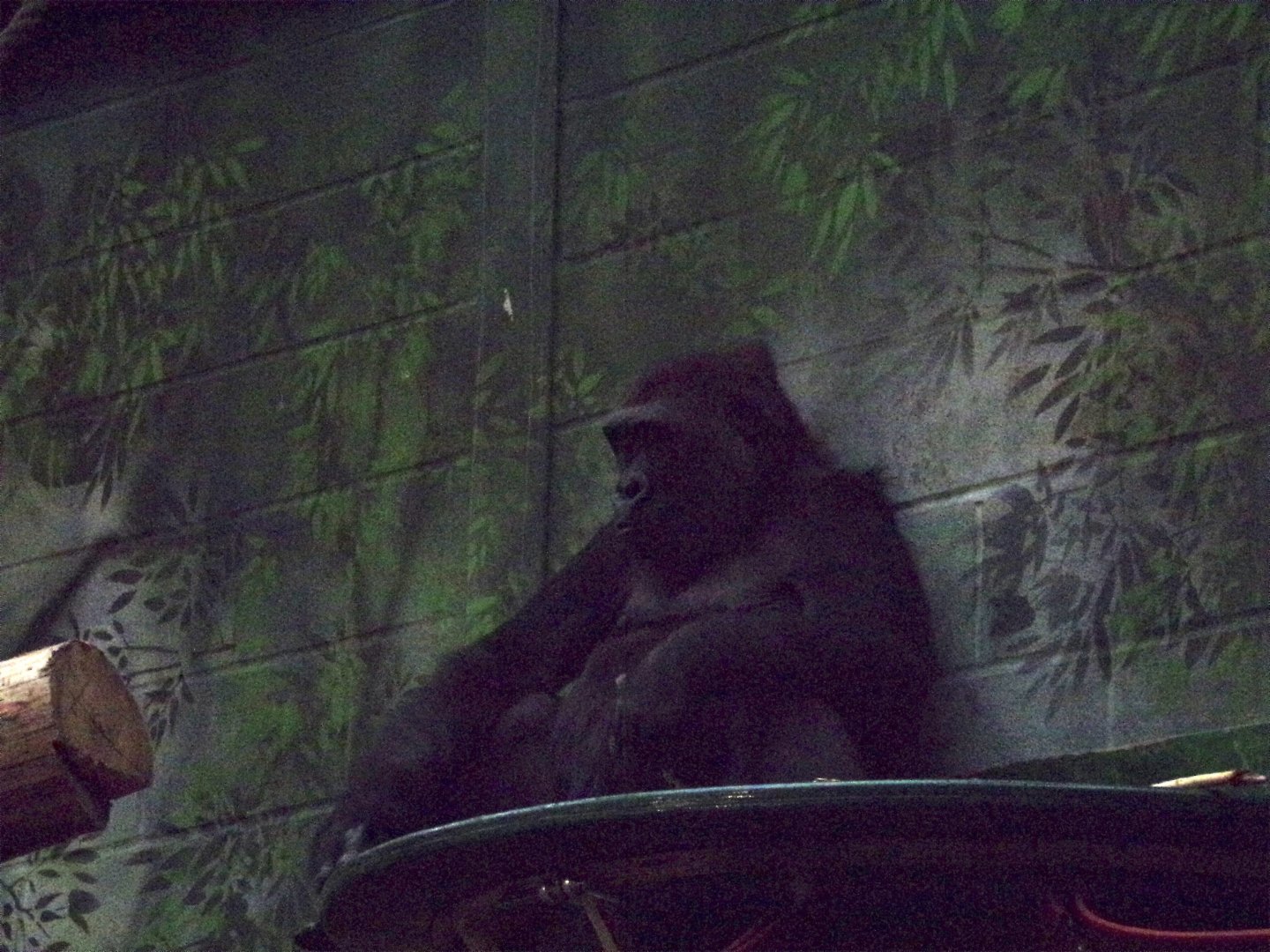 Western Lowland Gorilla 11.2.25