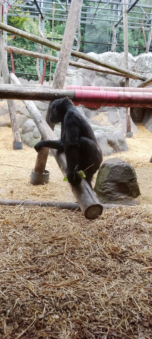 Western Lowland Gorilla 110625