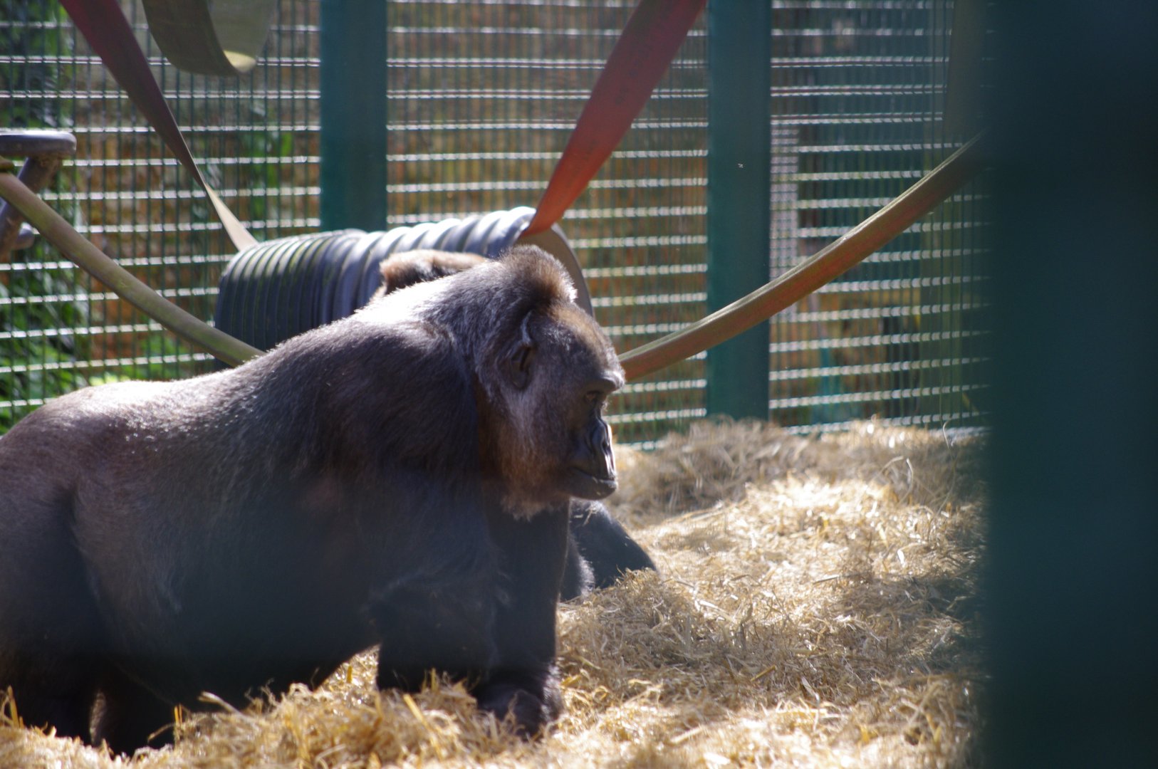 Western Lowland Gorilla- 12/4/2024