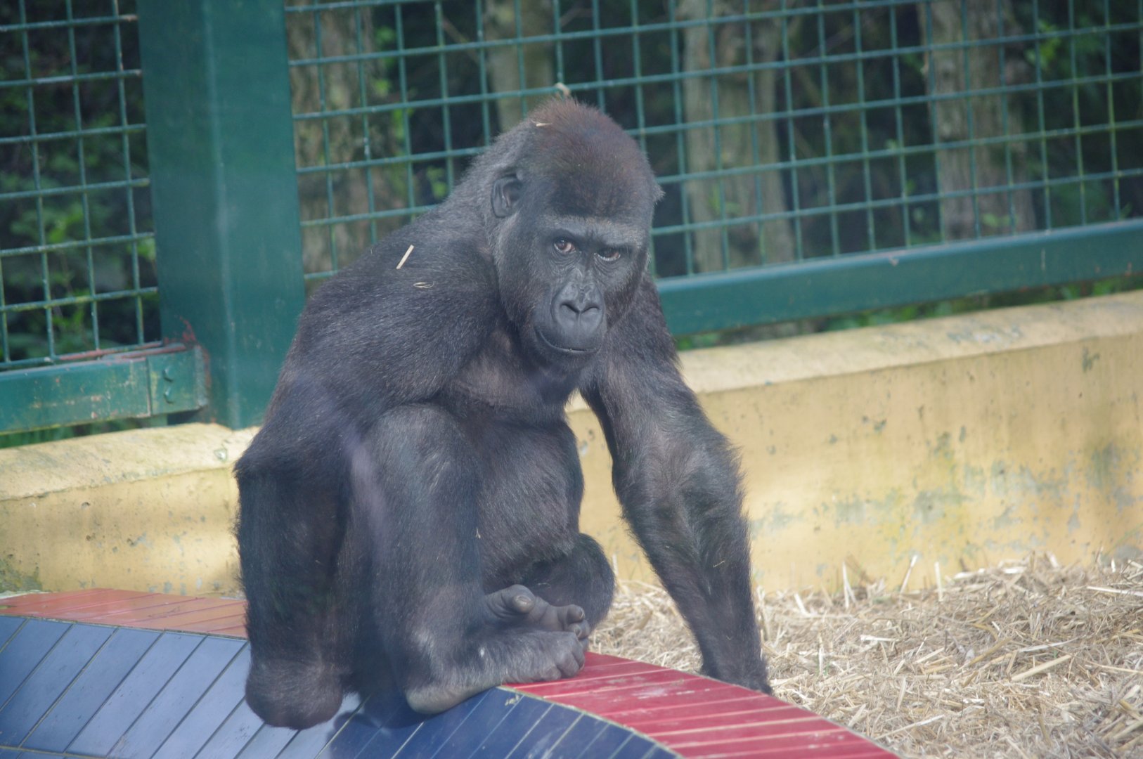 Western Lowland Gorilla- 12/4/2024