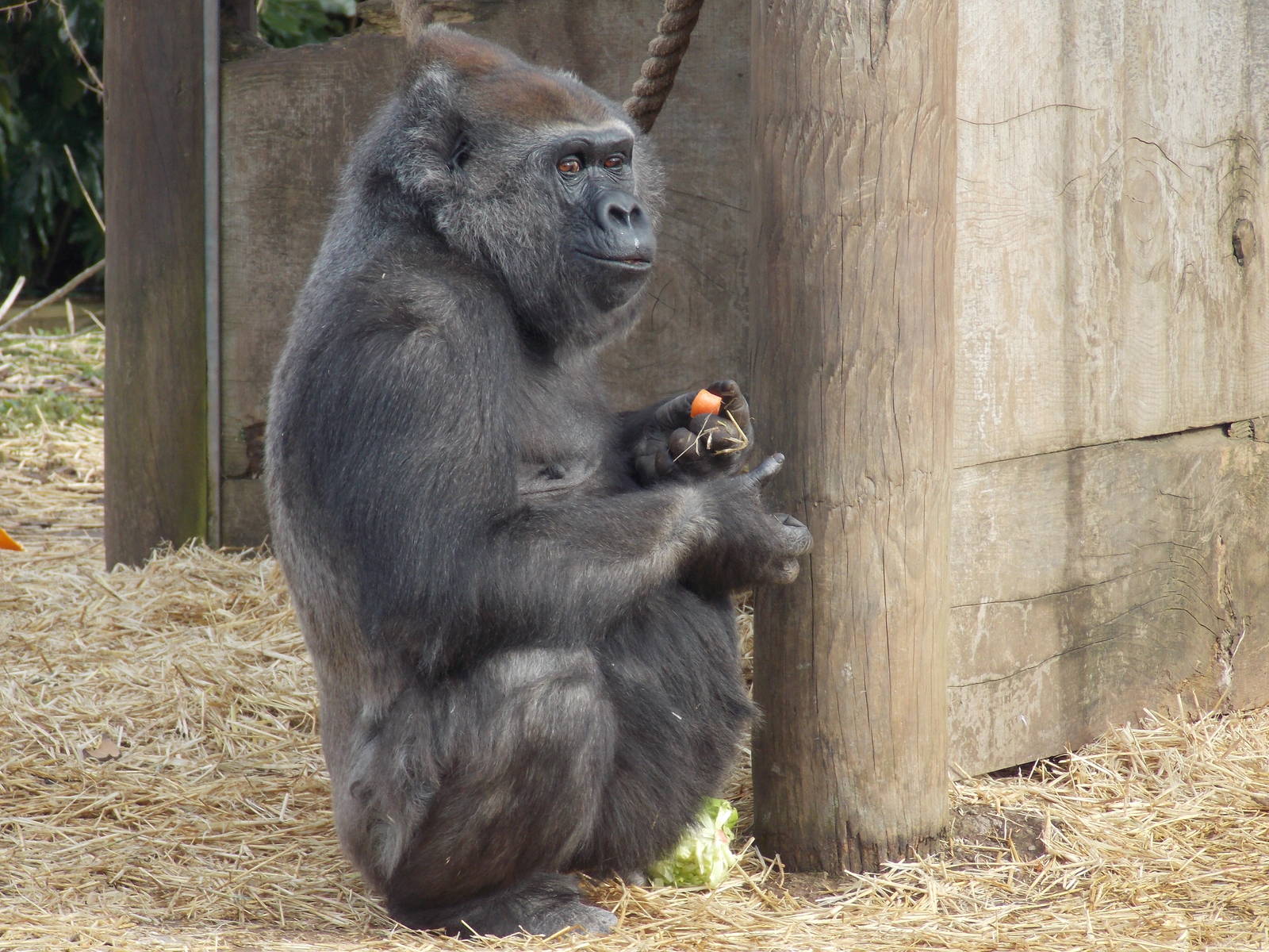 Western Lowland Gorilla 15/3/13