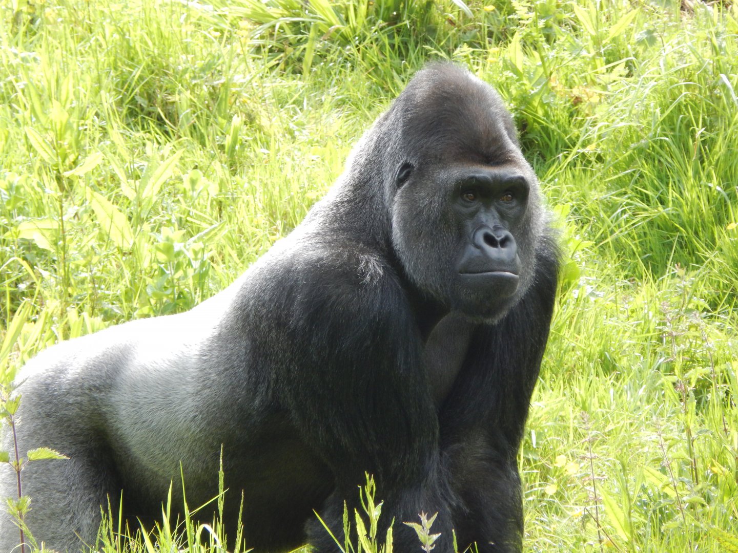 Western lowland gorilla 170524