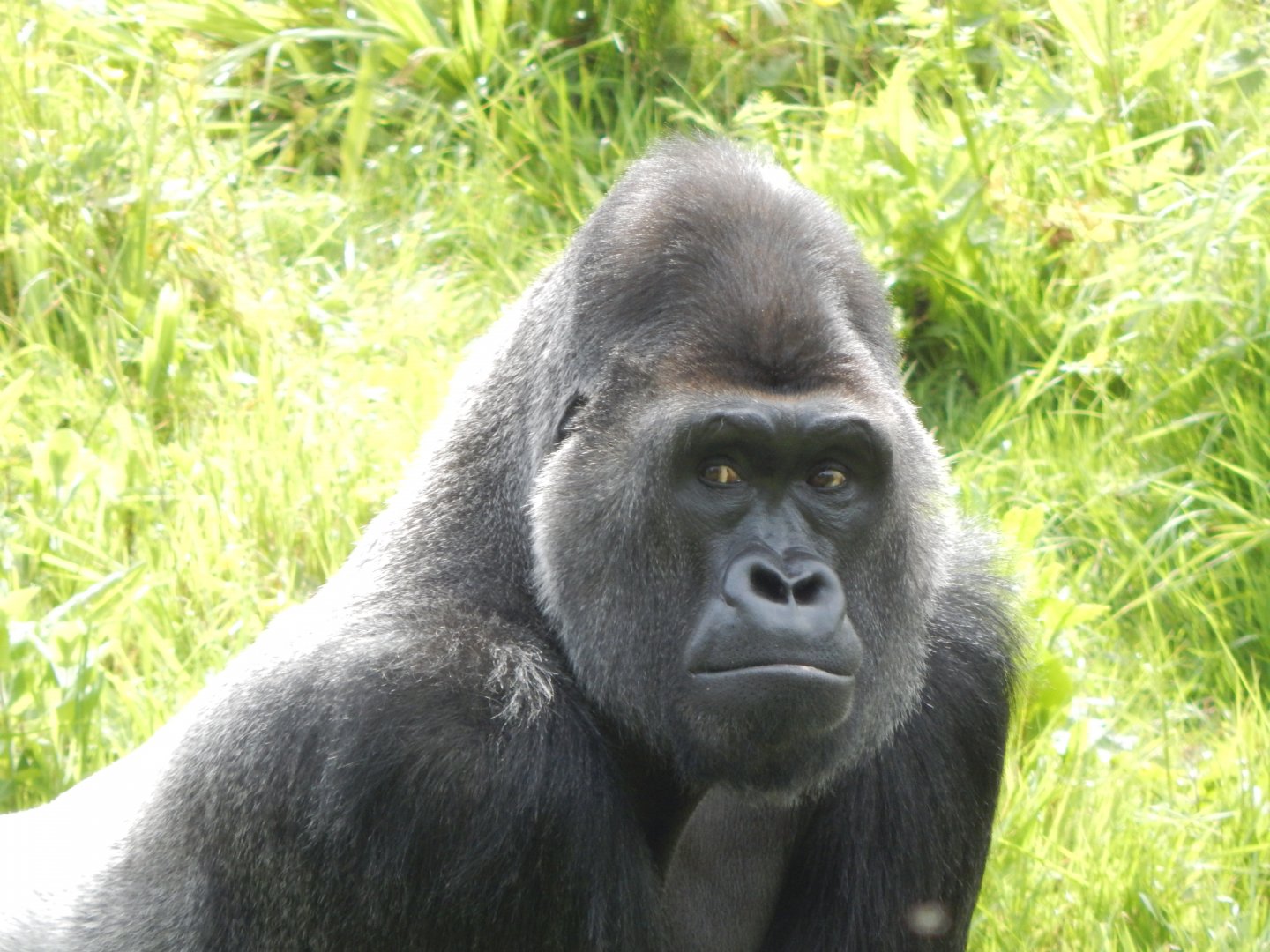 Western lowland gorilla 170524