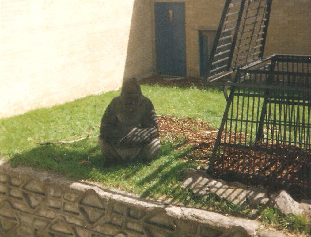 Western Lowland Gorilla 1990's Edinburgh Zoo now Giant Pandas