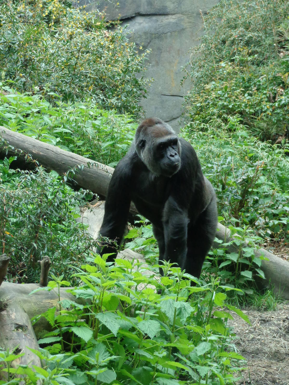 Western Lowland Gorilla #2