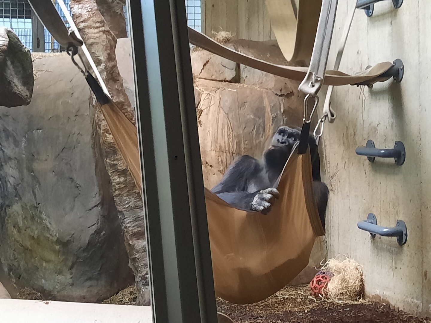 Western Lowland Gorilla 2