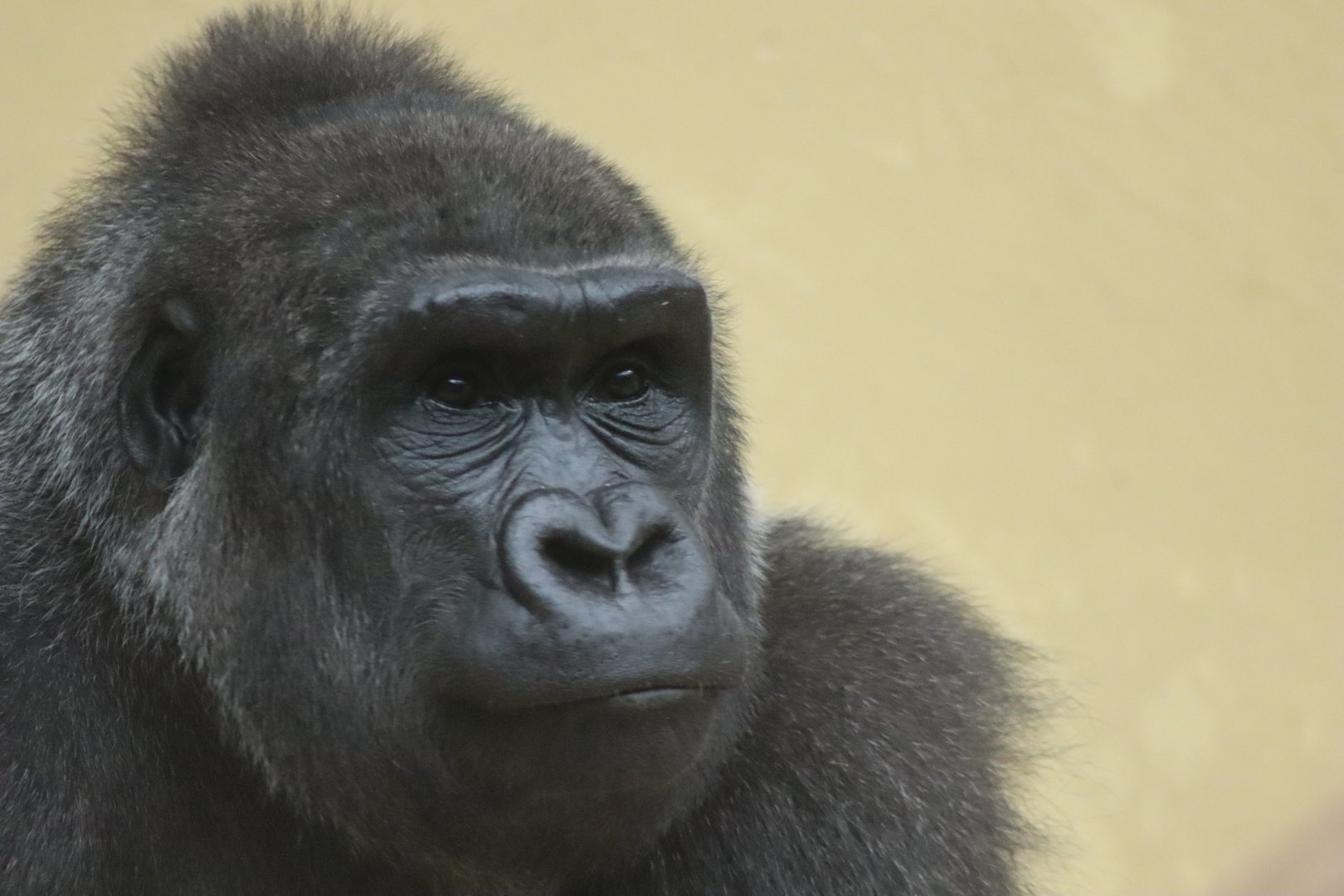 Western Lowland Gorilla - 20 June 2024