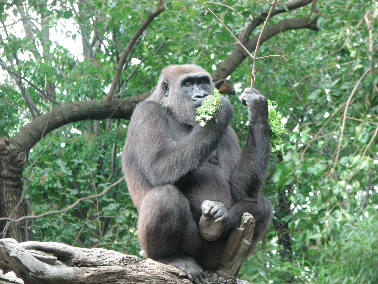 Western Lowland Gorilla 2011