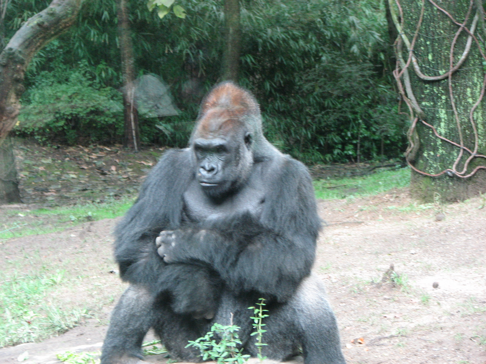 Western Lowland Gorilla 2011