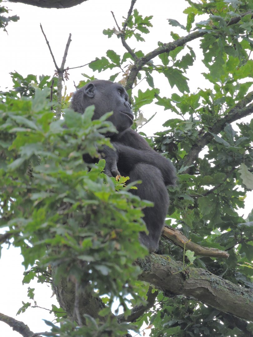 Western lowland gorilla [2016]
