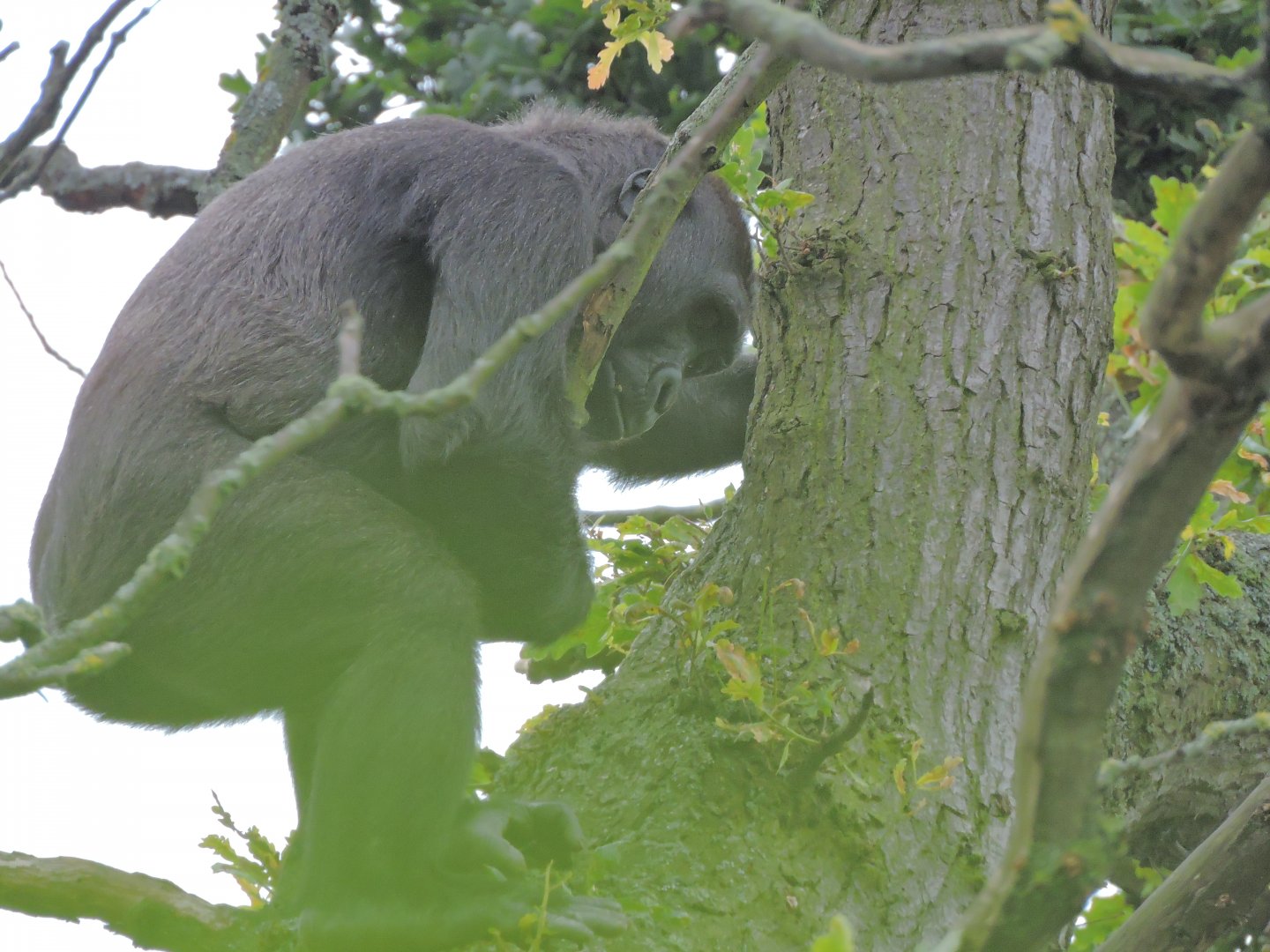 Western lowland gorilla [2016]
