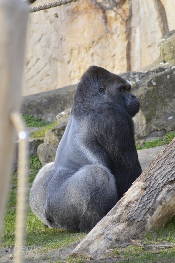 Western lowland gorilla [2018]