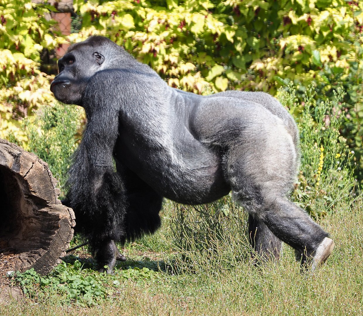 Western lowland gorilla 2020-09-02