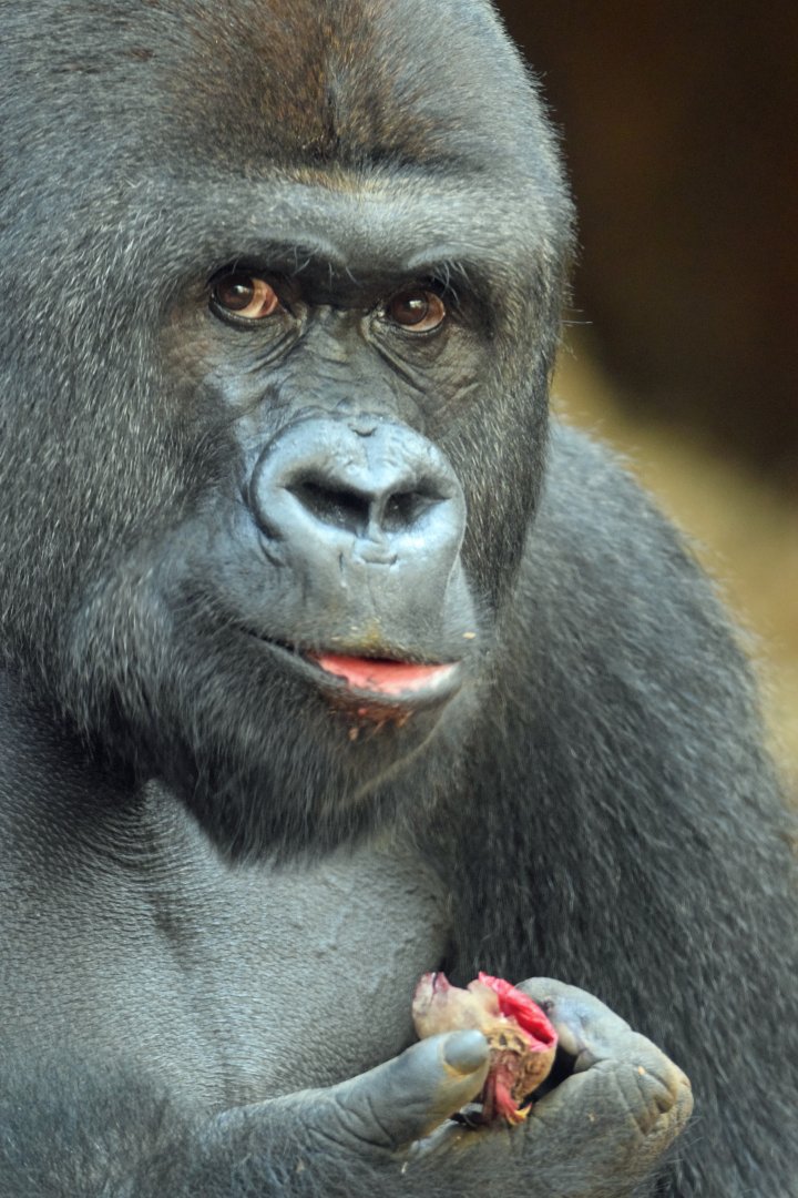 Western lowland gorilla, 25.10.2019