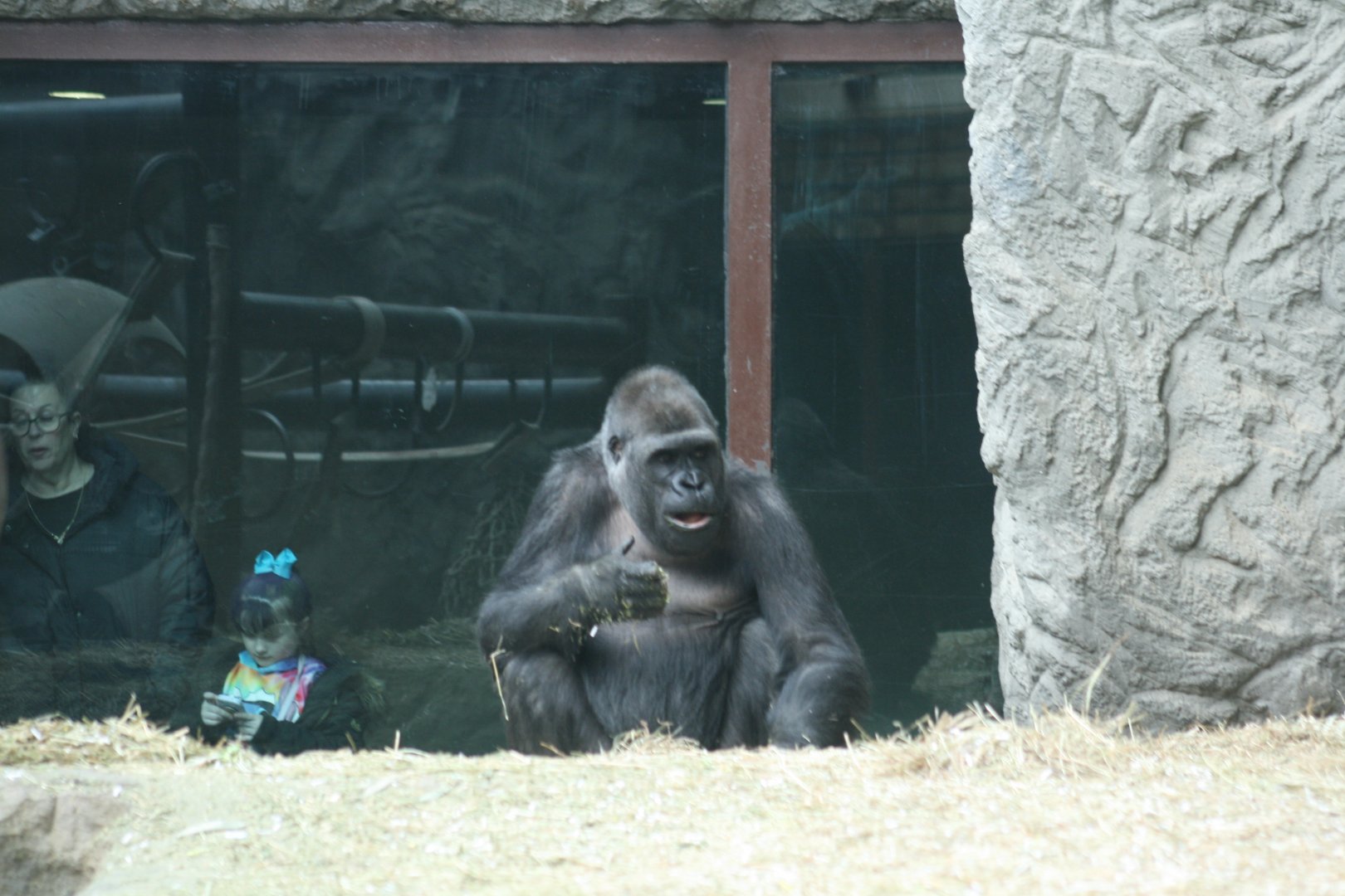 Western Lowland Gorilla(3/9/2025)
