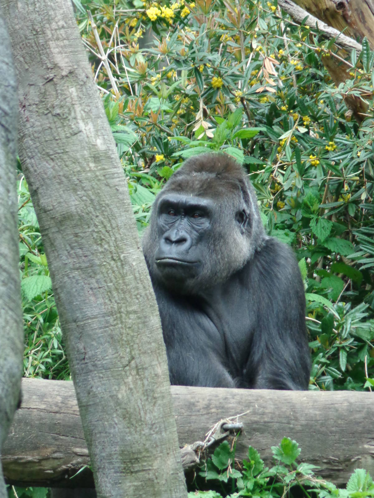 Western Lowland Gorilla #3