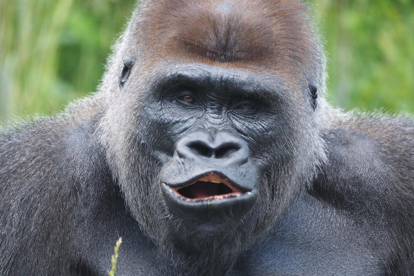 Western lowland gorilla 3