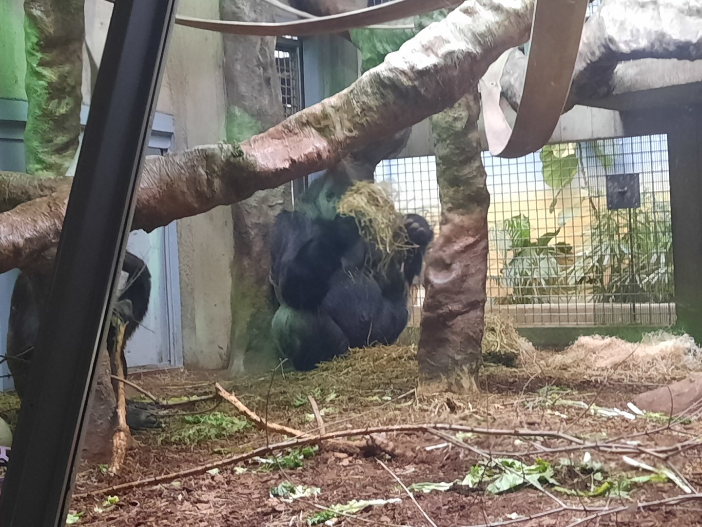 Western Lowland Gorilla 3