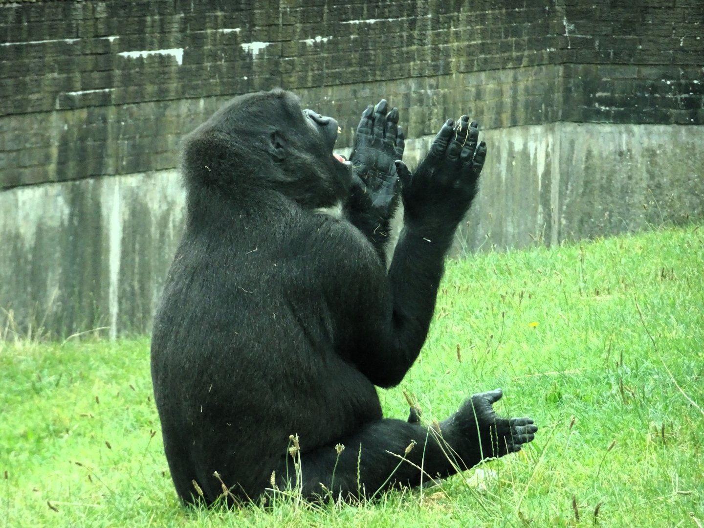 Western Lowland Gorilla 31 August 2025