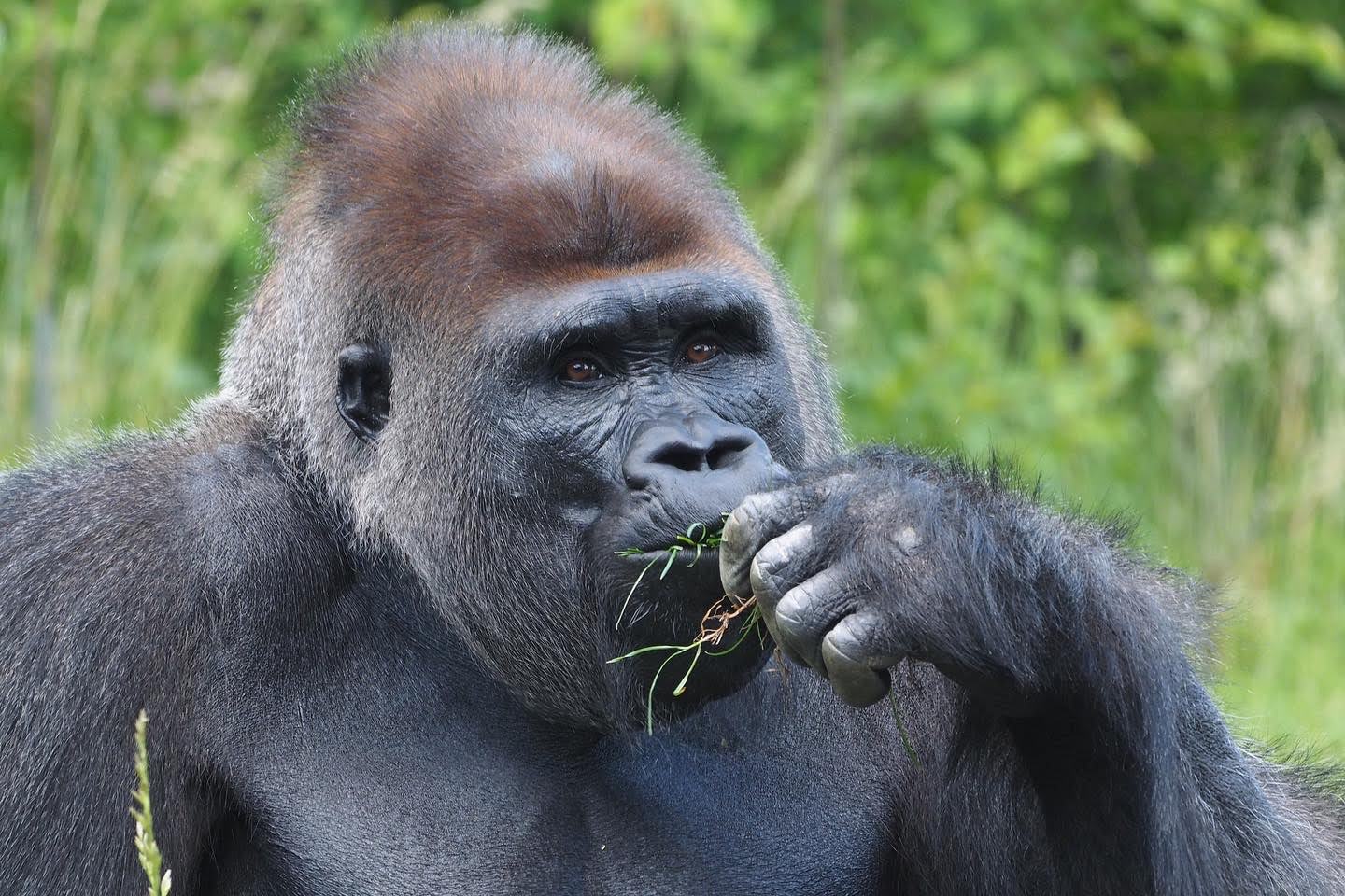Western lowland gorilla 4