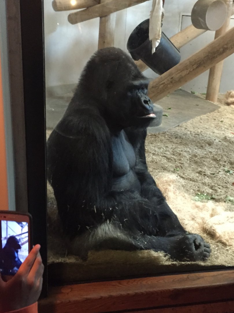 Western Lowland Gorilla 6-23-2017