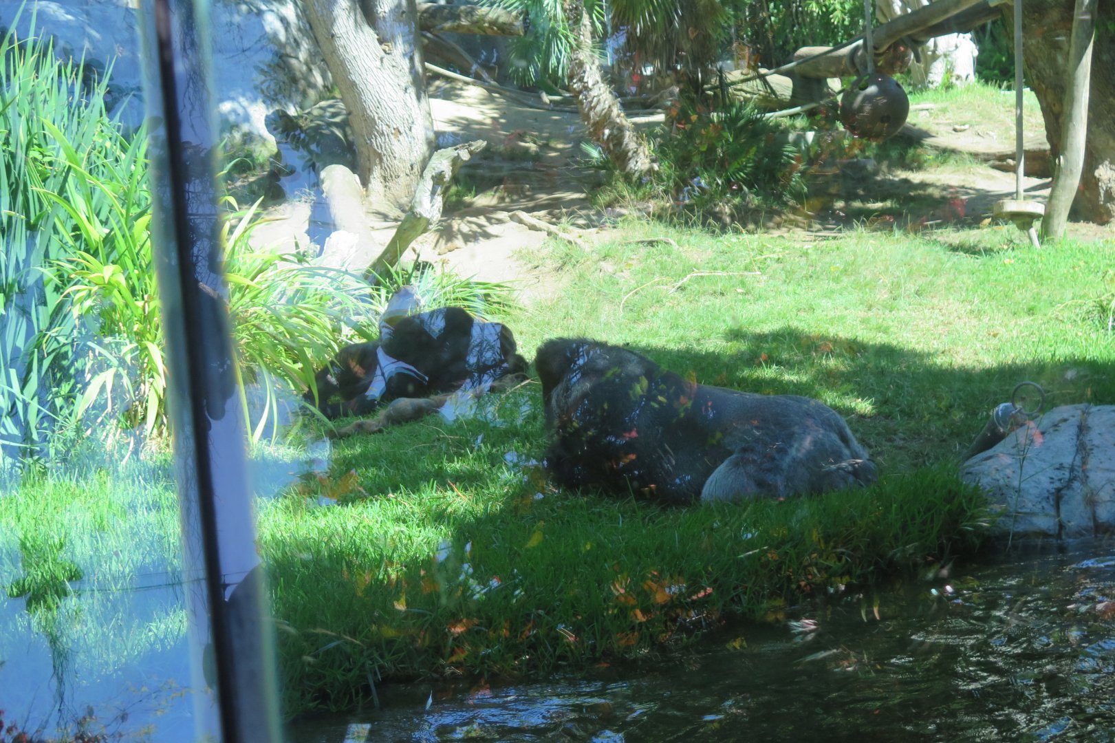 Western Lowland Gorilla(8/23/2024)