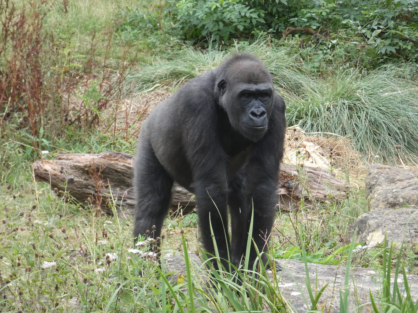 Western lowland gorilla, 'Afia'