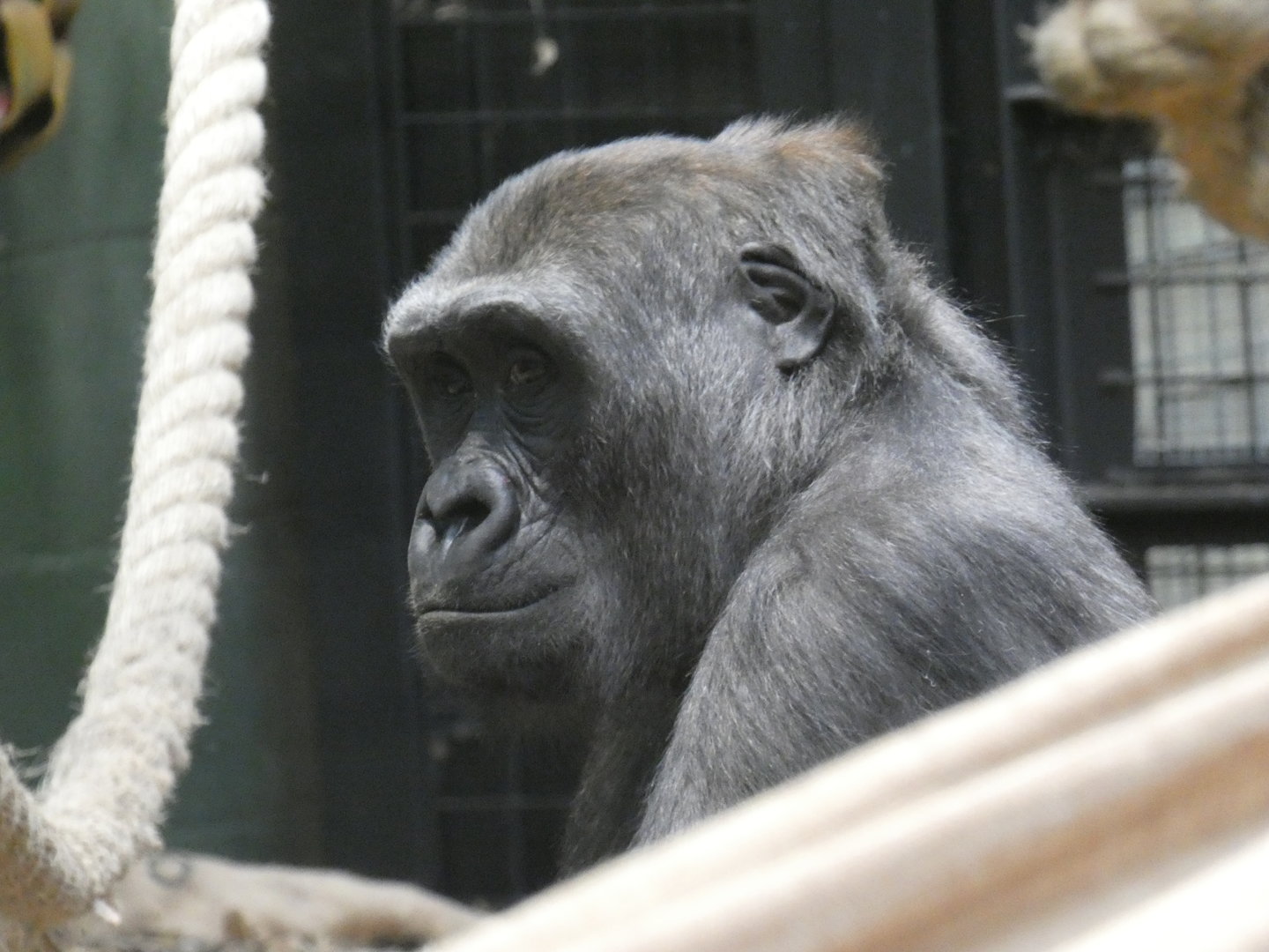 Western lowland gorilla, Afia