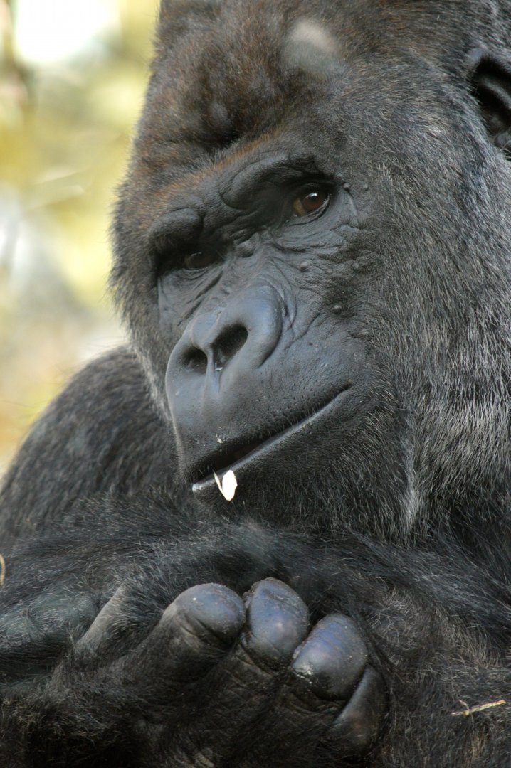 Western lowland gorilla 'Akili'