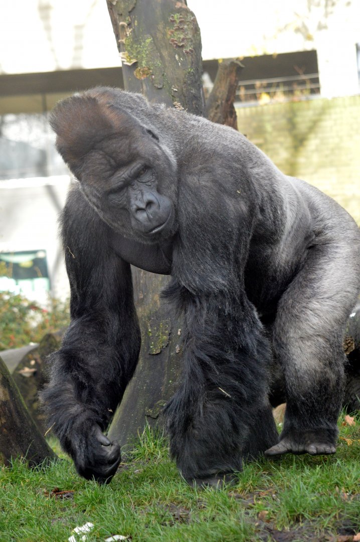 Western lowland gorilla 'Akili'