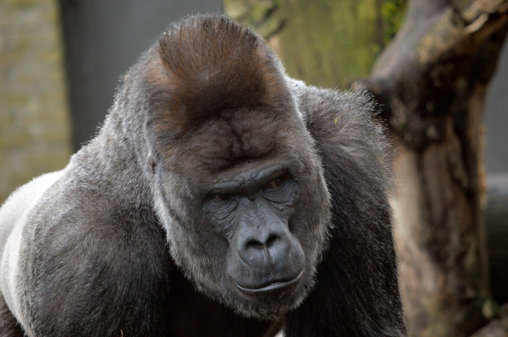 Western lowland gorilla 'Akili'