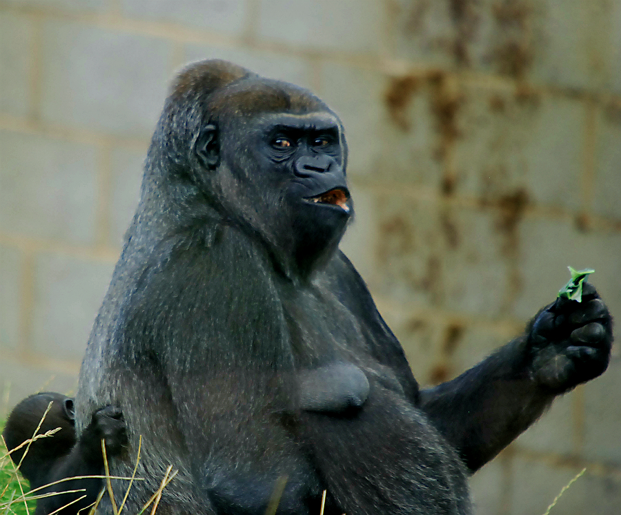 WESTERN LOWLAND GORILLA AND BABY