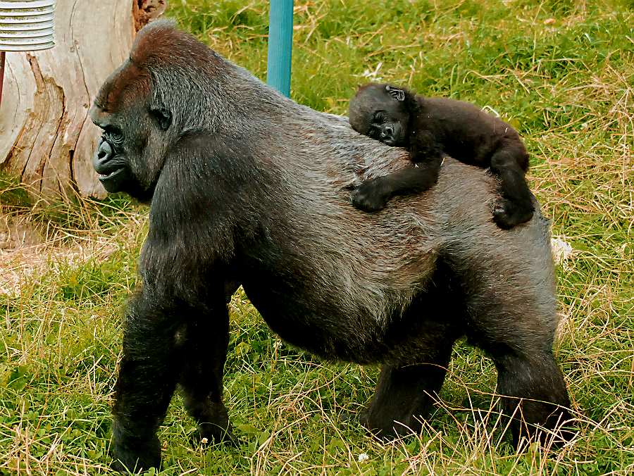 WESTERN LOWLAND GORILLA AND BABY