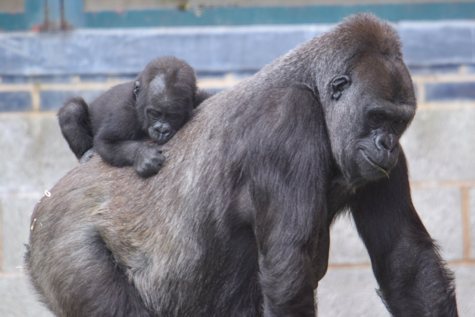 Western Lowland Gorilla and Baby